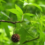 Previous post thumbnail