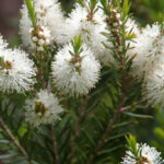 Previous post thumbnail